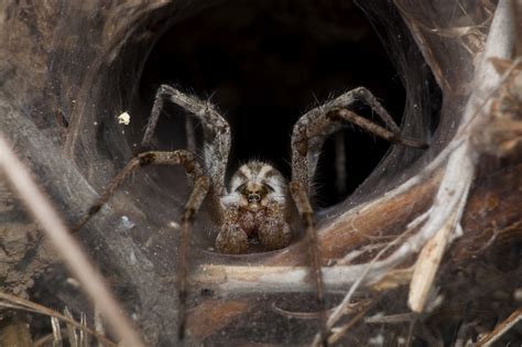 Funnel Web Spider A Funnel Web Spider From Alum Rock Park Flickr