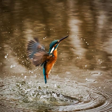 New DNA Study Shines Light on Plunge-Diving Behavior in Kingfishers | Sci.News