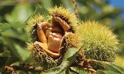 American Chestnut | Johnson's Nursery | Knowledgebase