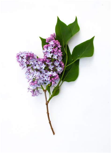 Syrin – Nordic Forage