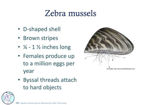 Zebra Mussel Diagram