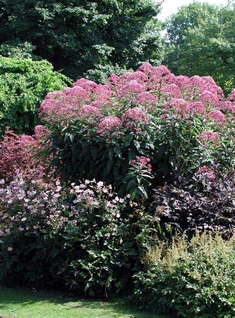 Eupatorium Maculatum Ankum S August Koninginnekruid Artofit