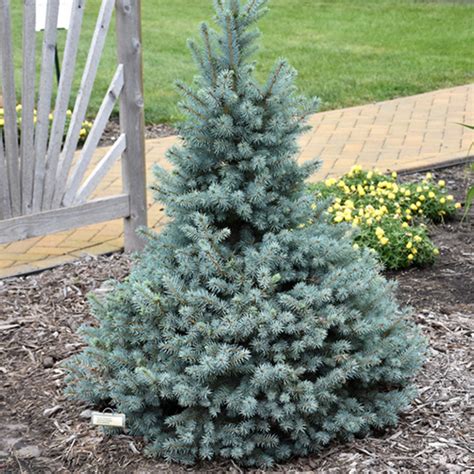 Dwarf Blue Spruce Sester Kennedys Country Gardens Garden Center