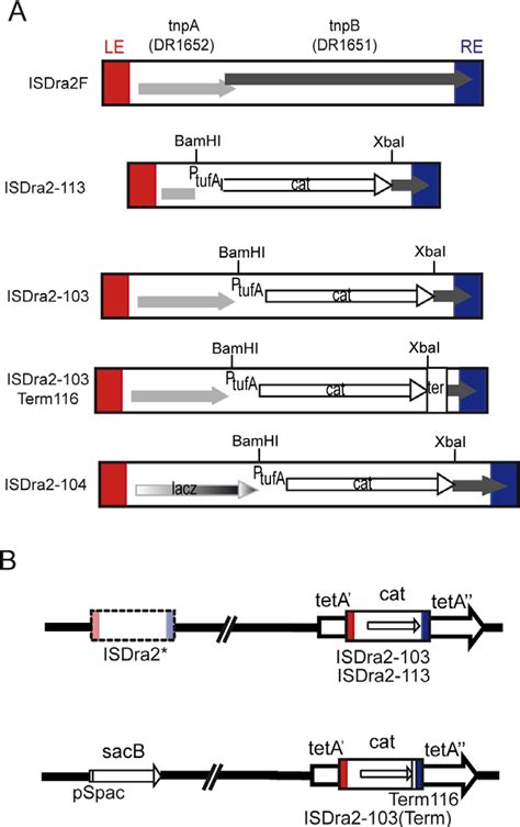 Figure 1 from Irradiation-Induced Deinococcus radiodurans Genome Fragmentation Triggers ...