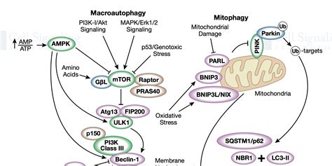 The Role Of Autophagy And Er Stress In Viral Infection