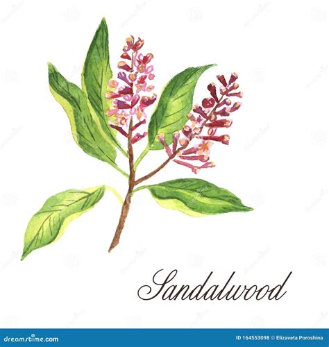 Watercolor Hand Drawn Branch Of Sandalwood Isolated On White Background