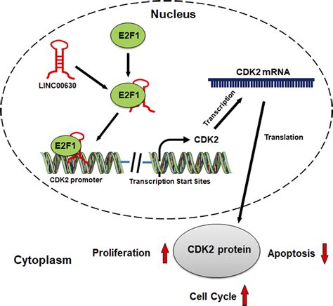 Long Non Coding Rna Linc00630 Facilitates Hepatocellular Carcinoma Progression Through