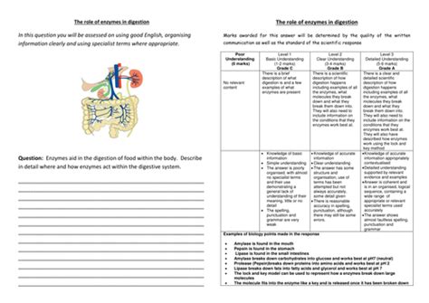 Enzymes In Digestion Lesson Teaching Resources