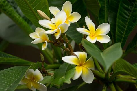 Plumeria (Frangipani) | San Diego Zoo Animals & Plants