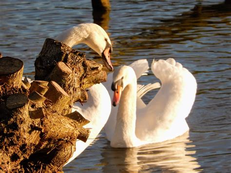 Swans Earlswood Lakes Redhill David Austin Flickr