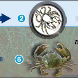 PDF Ecology And Reproductive Biology Of Mud Crab Scylla Spp A Study