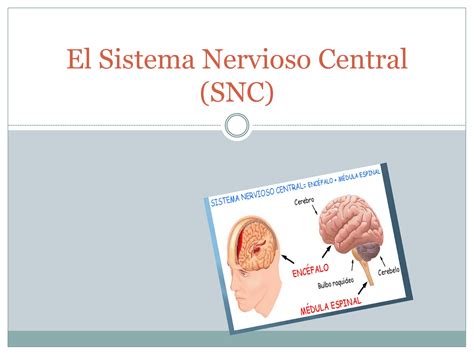 Sistema Nervioso Central Real 