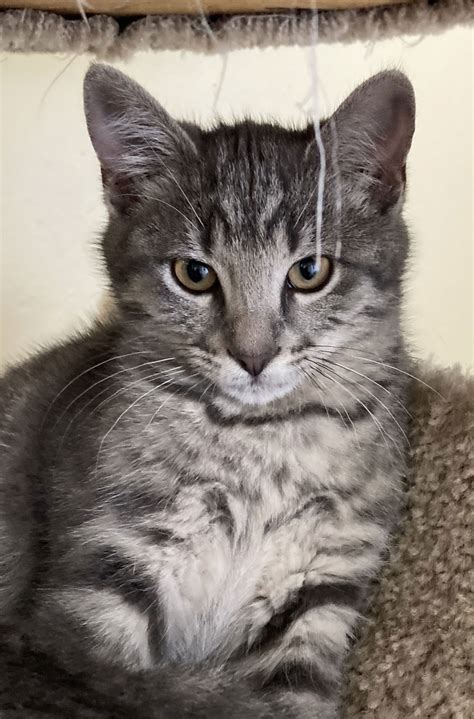 Cats for Adoption in Marina, California | Alpha Paw