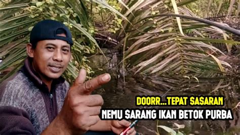 Mancing Ikan Betok Monster Ikan Betok Jumbo Tepat Di Sarangnya