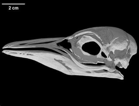 Digimorph - Pygoscelis antarctica (Chinstrap Penguin)