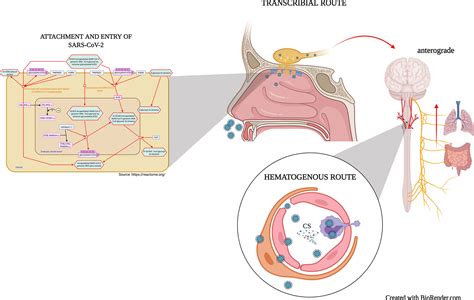 Frontiers Infection Mechanism Of SARS COV 2 And Its Implication On