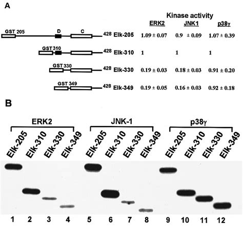 Differential Targeting Of Map Kinases To The Ets‐domain Transcription