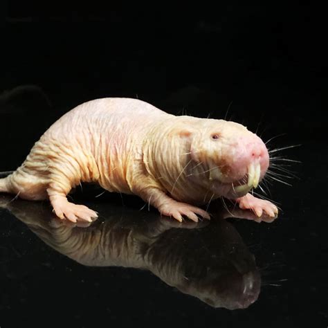 Naked mole-rat - 50 of the World's Ugliest Animals by @animalcentral ...