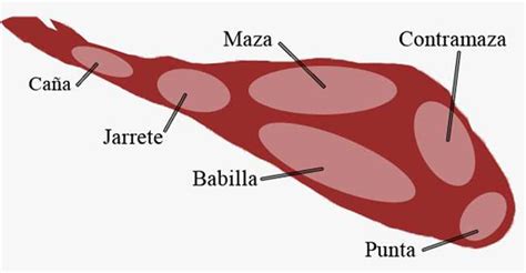 Partes de un Jamón Ibérico IbericosGalocha