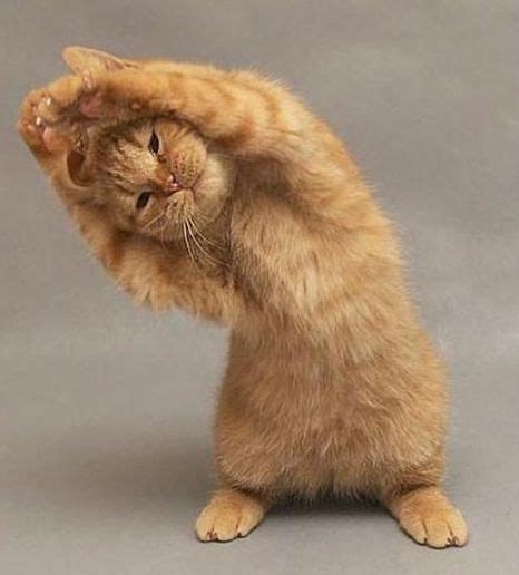 Kitty Yoga Los Angeles | Yoga with Cats | Yoga with Kittens in LA