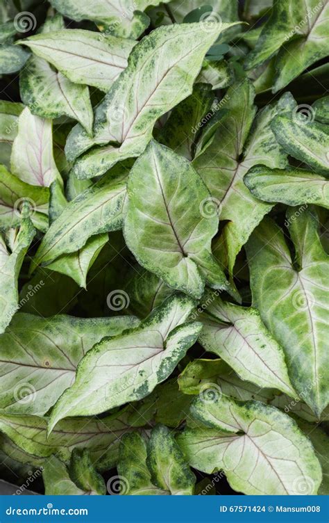 Plantas Del Aglaonema Foto De Archivo Imagen De Plantas 67571424