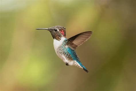 3 930 Bee Hummingbird Image Royalty Free Images Stock Photos