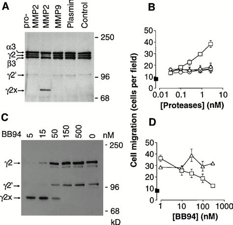 Induction Of Cell Migration By Matrix Metalloprotease 2 Cleavage Of