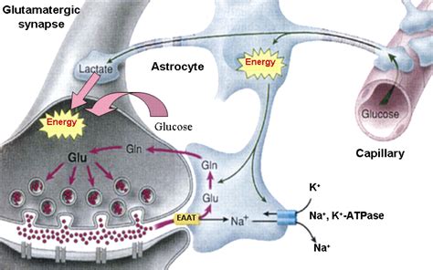 Neuron Glia Metabolic Coupling And Plasticity Journal Of Experimental Biology The Company Of