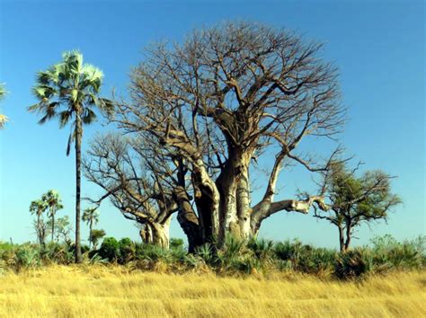 Namibia Botswana Baobabs