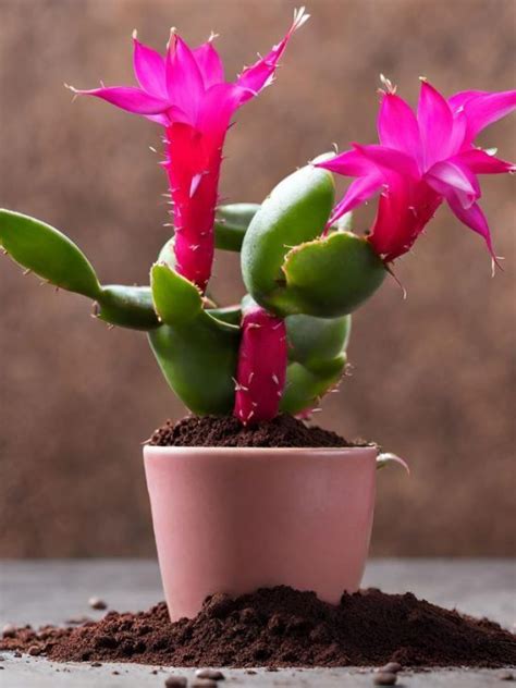 Tips For Are Coffee Grounds Good For Christmas Cactus