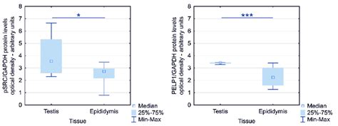 Protein Density Analysis Of Psrc And Pelp1 In Testis And Epididymis P