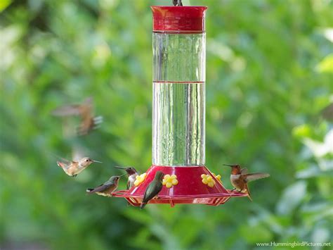 Hummingbird Feeders - Hummingbird Pictures