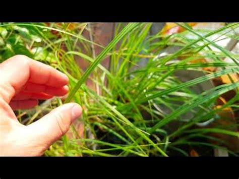 Пампасная трава сорт белый шлейф Кортадерия Cortaderia selloana - YouTube