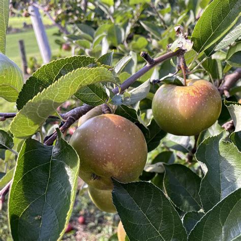 Northern Spy Apple Tree Organic Hudson Valley Seed Company