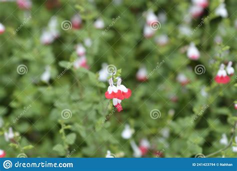 Baby Sage Hot Lips Stock Photo Image Of Microphylla