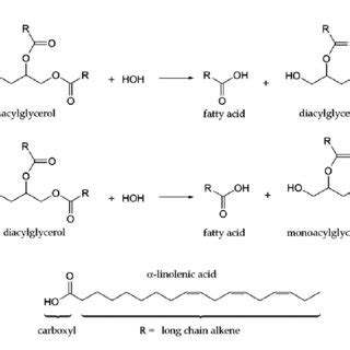 Hydrolysis Of Triglycerides