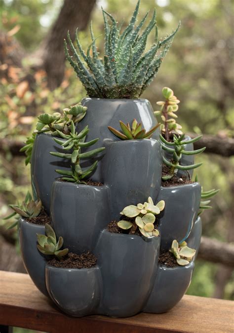 Cacti Planter