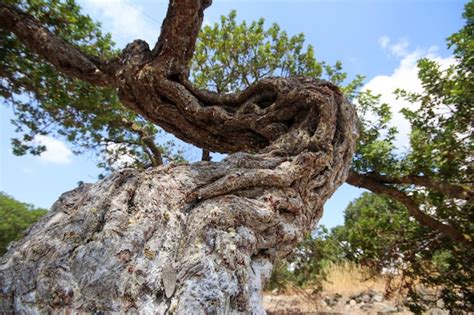 Premium Photo Mastic Tree With Mastic Tears In Chios Island Greece