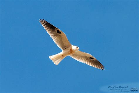 White-tailed Kite - eBirdr