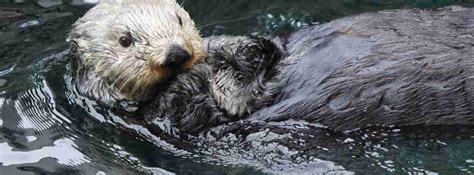 Sea Otter Adaptations: How These Marine Mammals Thrive in Their Environment - Sea Otter ...