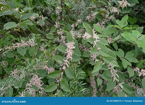 Fallopia Japonica Japanese Knotweed Flowers Stock Image Image Of