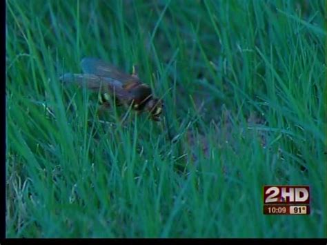 With Cicadas Come Cicada Killing Wasps