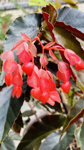 Red Heart Flowers Free Stock Photo - Public Domain Pictures