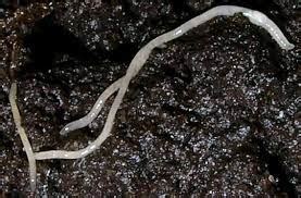 Clear Worms in Soil: Identification & Things you should know - The ...