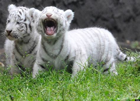 Delilah and Raphael's Animal Blog: White Tiger Cub