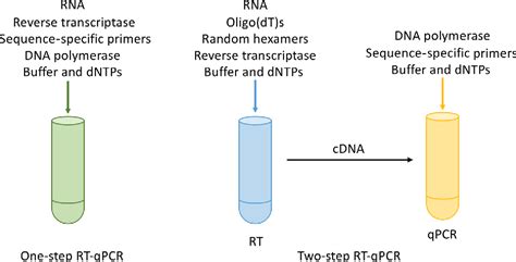 Difference Between Pcr Rt Pcr And Qpcr With Procedure And Off