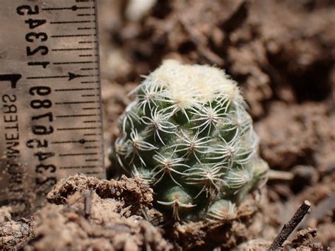 Knowltons Cactus In May 2023 By Marty Purdy · Inaturalist