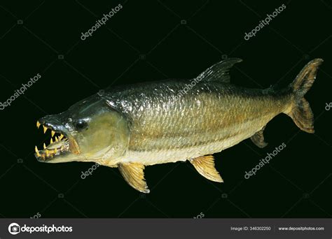 Tiger Fish Hydrocynus Goliath Stuffed Fish Open Mouth Stock Photo