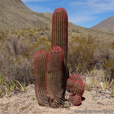 Ferocactus stainesii var. pilosus
