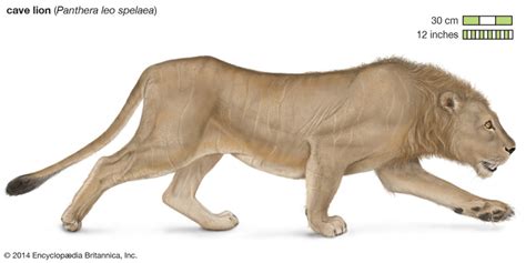 Cave Lion Cub Found In Siberian Permafrost Is 28 000 Years Old